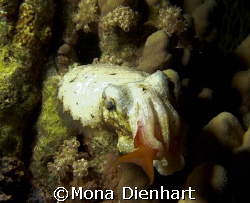 red fish for dinner, Enjoy your meal! by Mona Dienhart 